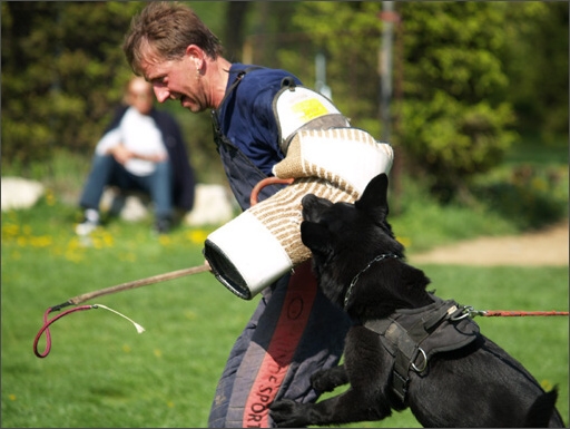 Dogs in training 5/2008